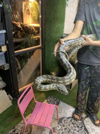 Image 3 of Beautiful Male carpet python