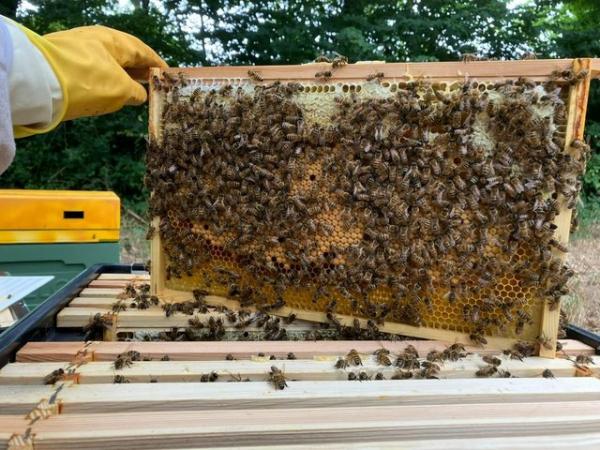 Image 8 of 6 Frame National Nuc of Bees For Spring 2024