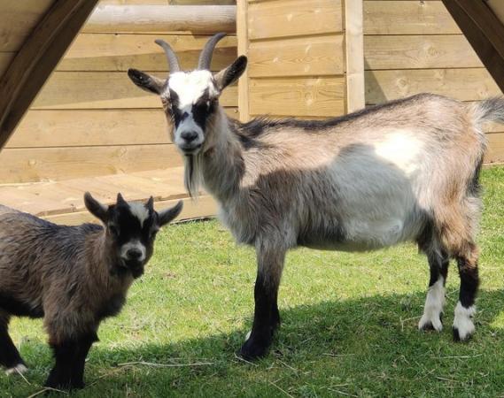 Image 3 of Various pygmy goats looking for new homes