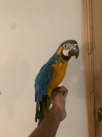 Image 2 of Baby HandReared Silly Tame Cuddly Blue & Gold Macaw