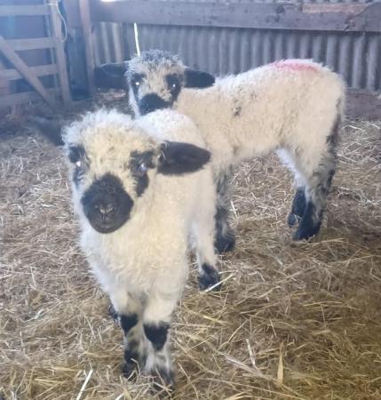 Image 3 of Shropshire Ewe with Gimmer lamb