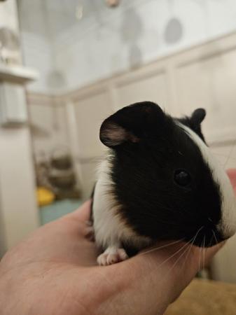 Image 5 of 5 guinea pigs for sale, Male/Female