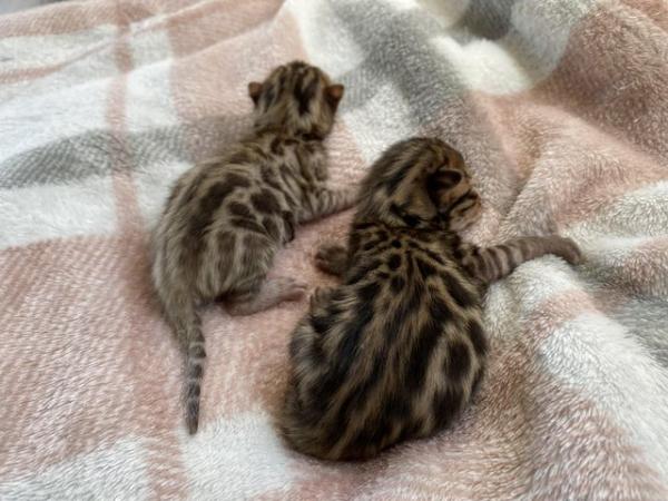 Image 5 of Stunningly marked Pedigree Health Tested Bengals