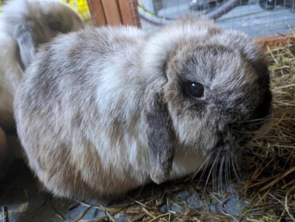 Image 5 of Friendly lop eared rabbits