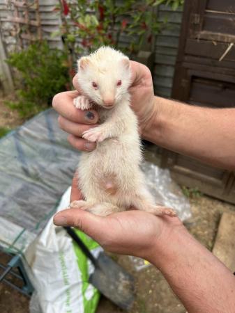 Image 7 of Ferrets For Sale - Bucks & Does