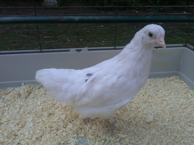 Preview of the first image of 1 Female White Bantam 14 weeks old.