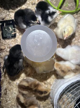 Image 8 of Aseel chicks for sale very  healthy