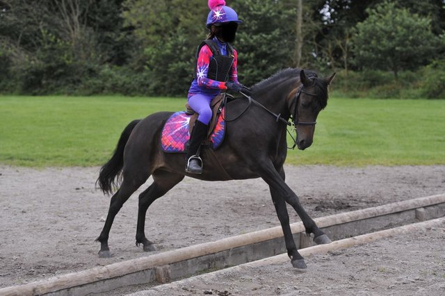 Image 1 of 12.3hh Pretty, Fun Pony looking for New Best Friend