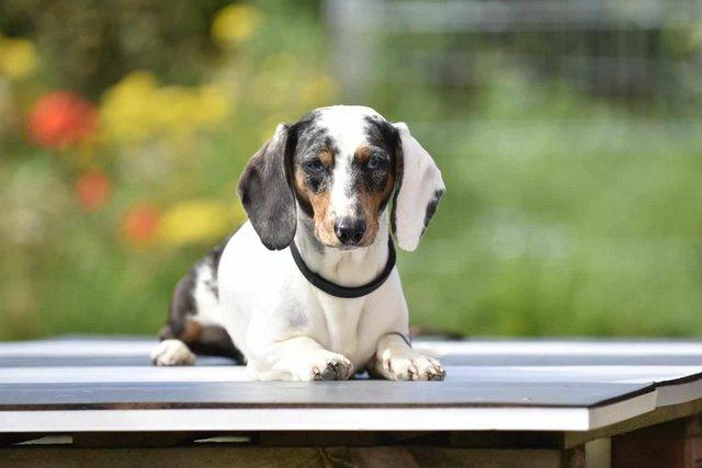 Image 7 of Stunning dachshunds for stud duties