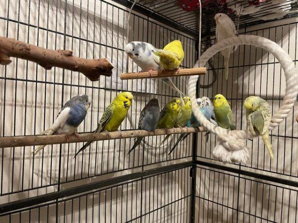 Image 5 of Young budgies for sale mixed colours