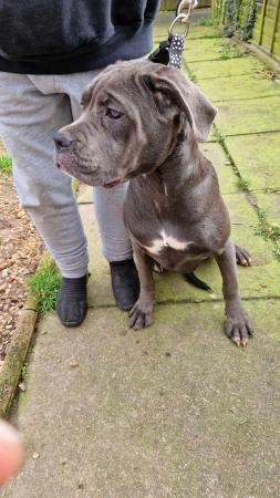 Image 8 of STUNNING ICCF REGISTERED CANE CORSO  LAST BOY AVAILABLE  NOW