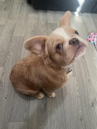 Image 1 of Fluffy French bulldog for sale
