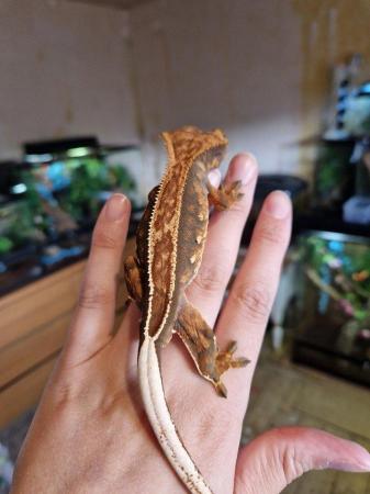 Image 26 of baby crested Geckos for sale..
