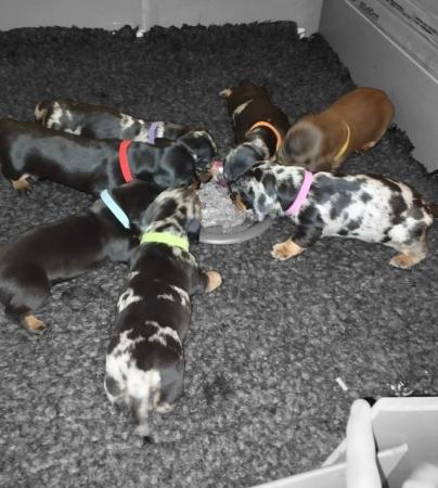 Image 2 of KC reg - Champions Line Smooth Haired Dachshund puppies