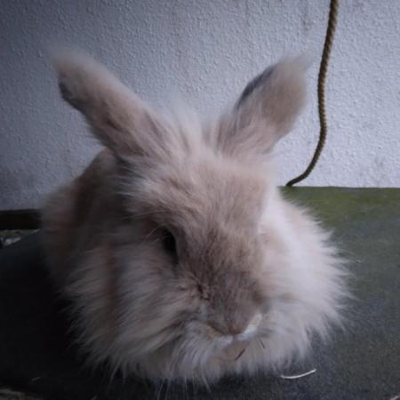 Image 4 of Gorgeous fluffy male lionhead rabbit nearly 2 years