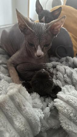 Image 4 of 5 Beautiful Pure Canadian Sphynx Kittens for Sale ??