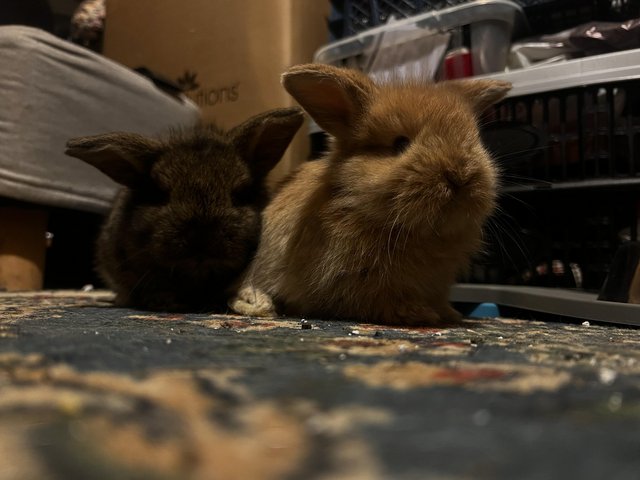 Preview of the first image of 2 bunnies looking for loving homes.