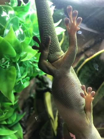 Image 1 of Phelsuma Grandis giant day gecko