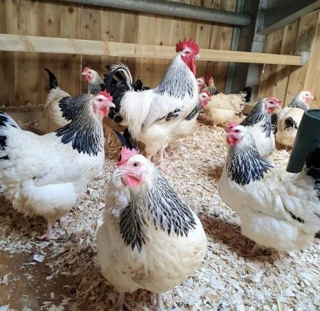 Image 4 of Hatching eggs for sale various breeds