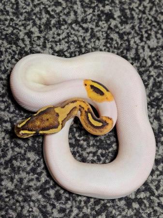 Image 5 of *ON HOLD* 2023 Fire Pied female Royal / Ball Python