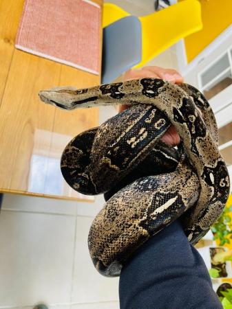 Image 8 of Adult Boa Constrictor Pair for sale