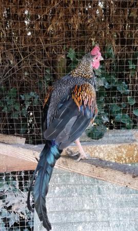 Image 1 of Sonnerats Grey Jungle Fowl Hatching Eggs