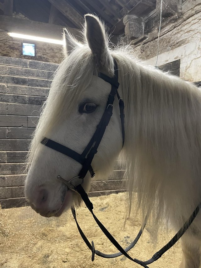 Preview of the first image of Traditional Gypsy Cob Mare 13.3hh 7y/o.