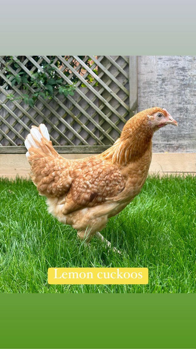 Preview of the first image of Coloured hybrid hens available now at POL.