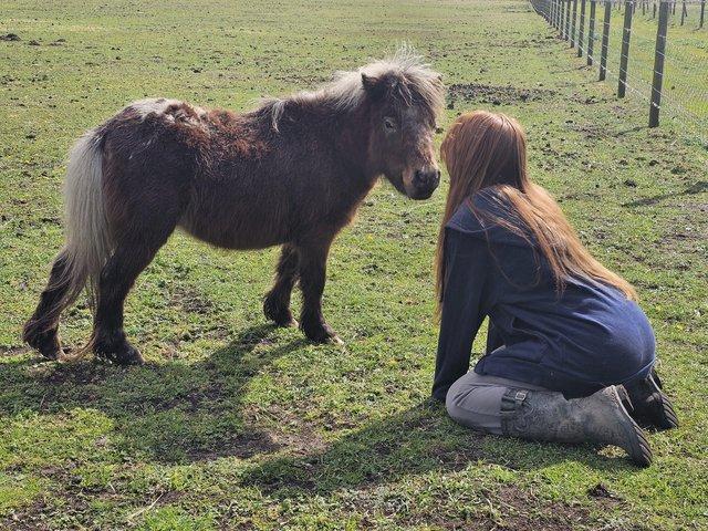 Preview of the first image of Looking for a mini shetland Mare or filly to join us.
