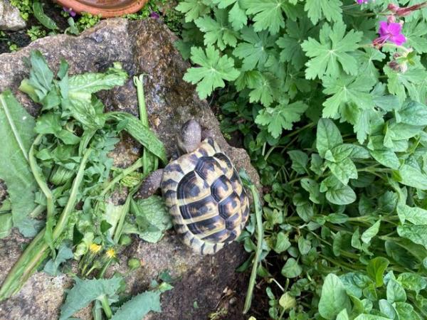 Image 2 of 4 year old male Hermanns tortoise