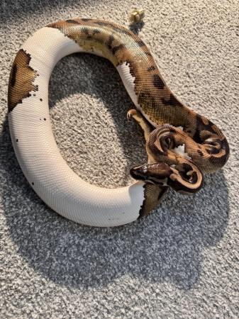 Image 3 of Female Pied Royal Python (1220g)