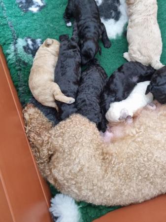 Image 4 of Toy poodle puppies.  Male and female