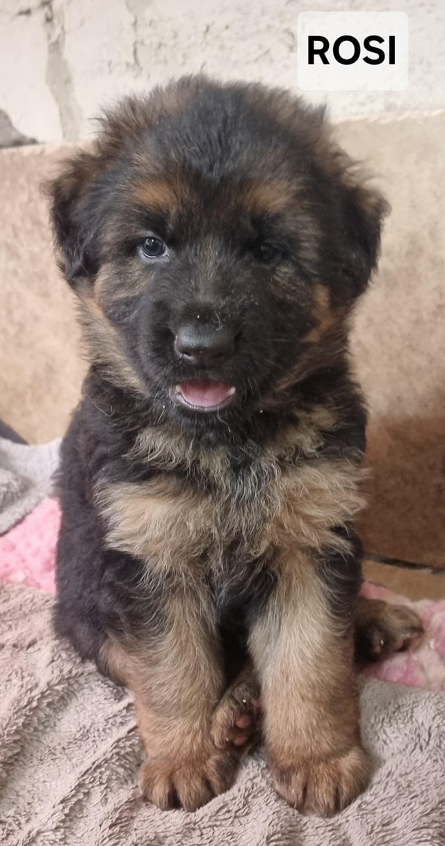Preview of the first image of GERMAN SHEPHERD PUPPIES KC REG.