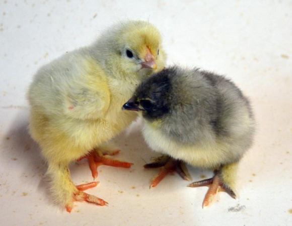 Image 2 of Large Brahma Chicks UNSEXED Various Ages