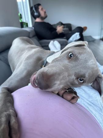 Image 5 of 7 month old Weimaraner (willow) looking for new home