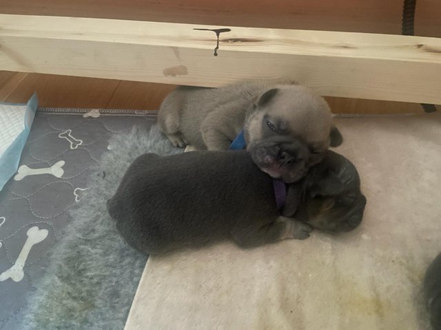 Preview of the first image of Ready to leave French bulldog puppies.