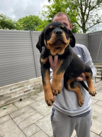 Image 7 of Rottweiler full kc registered both parents chunky pups