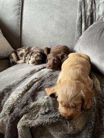Image 17 of Miniature Labradoodle puppies