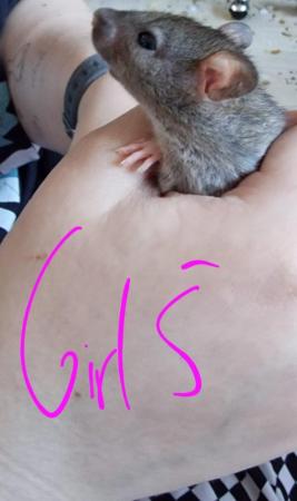 Image 16 of Friendly Female Rat Babies
