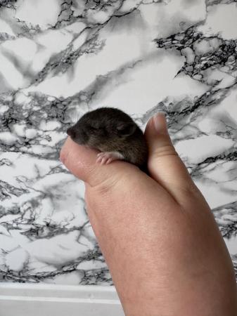 Image 5 of Baby rat. 13 available. 3M 10F