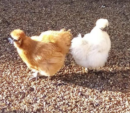 Image 3 of Silkie Hatching Eggs For Sale £2 Each