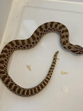 Image 7 of Adult hognoses and babies