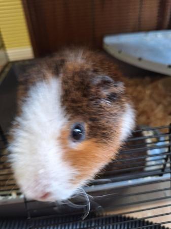 Image 4 of Male guinea pig 12 months old