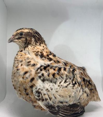 Image 12 of 24/5/24 Mixed Aged Japanese Quails in Many Colours Inc Black