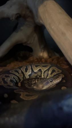 Image 5 of Royal Python female, 1 year old, plus Vivarium set up