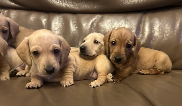 Stunning Cream Miniature Dachshund Litter for sale in Tyldesley, Greater Manchester - Image 6