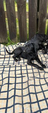 Image 7 of Labrador puppies pedigree boys and girls ready for new home