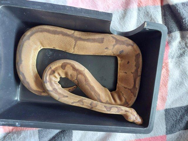 Preview of the first image of 2021 ENCHI CLOWN MALE ROYAL PYTHON.