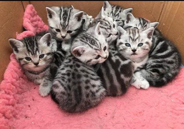 Image 3 of Silver classic British shorthair kittens READY NOW