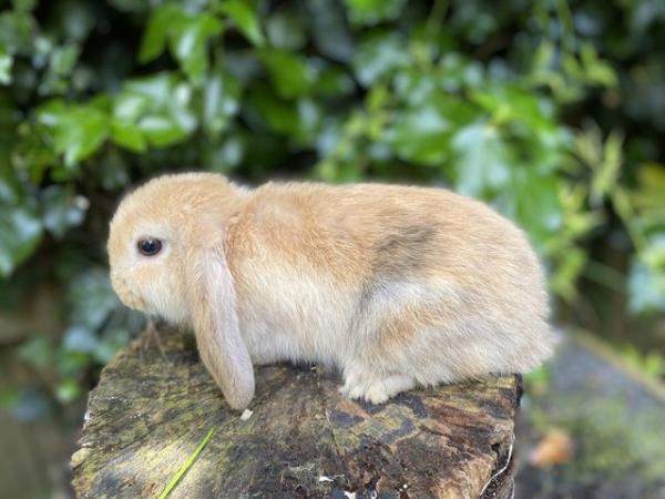 Image 6 of Friendly Pure Bred Baby Mini Lop Rabbits